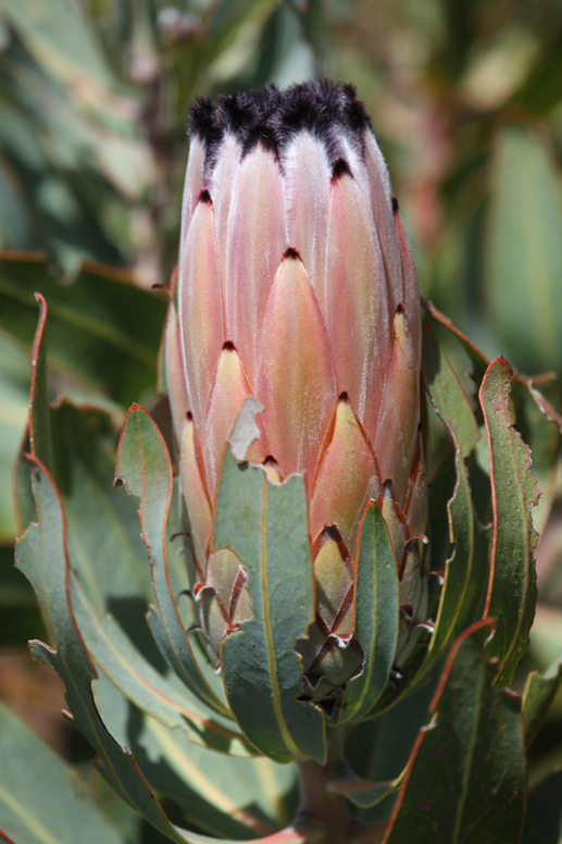 fynbos